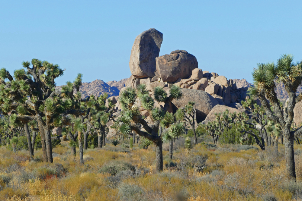 Joshua Tree National Park