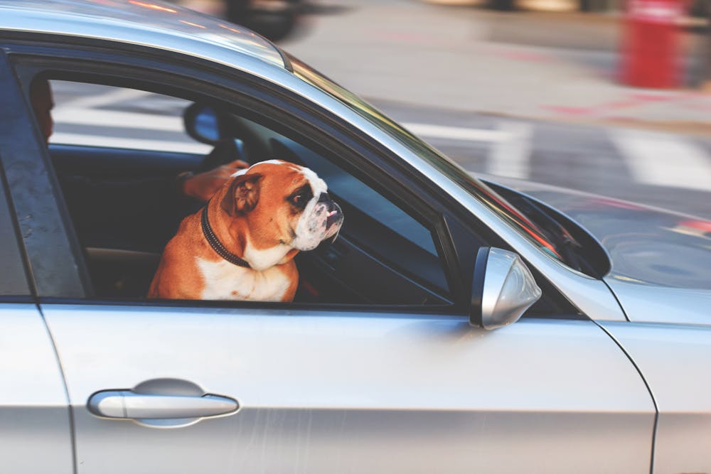 Travel With Pets On Airlines